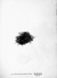 Bryoria bicolor image